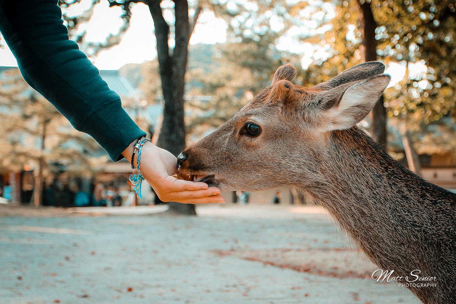 Deer eating from a hand in Nara Japan Travel Photography Canvas Print