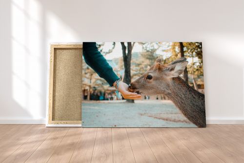 Deer eating from a hand in Nara Japan Travel Photography Canvas Print