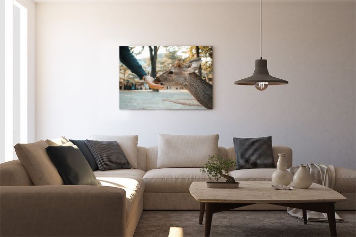Deer eating from a hand in Nara Japan Travel Photography Canvas Print