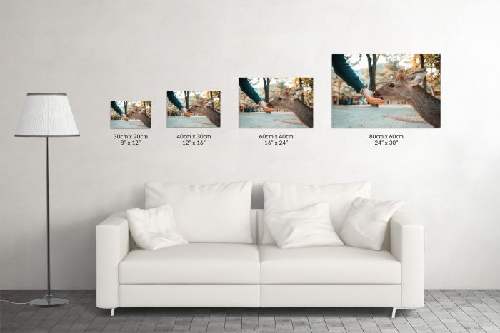 Deer eating from a hand in Nara Japan Travel Photography Canvas Print