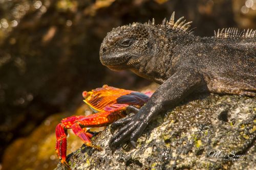 Shop Canvas Print Marine Iguana Sally Lightfoot Crab Galapagos