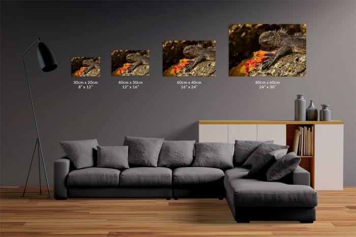 Shop Canvas Print Marine Iguana Sally Lightfoot Crab Galapagos Size Guide