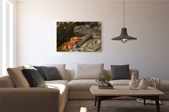 Shop Canvas Print Marine Iguana Sally Lightfoot Crab Galapagos on a Wall