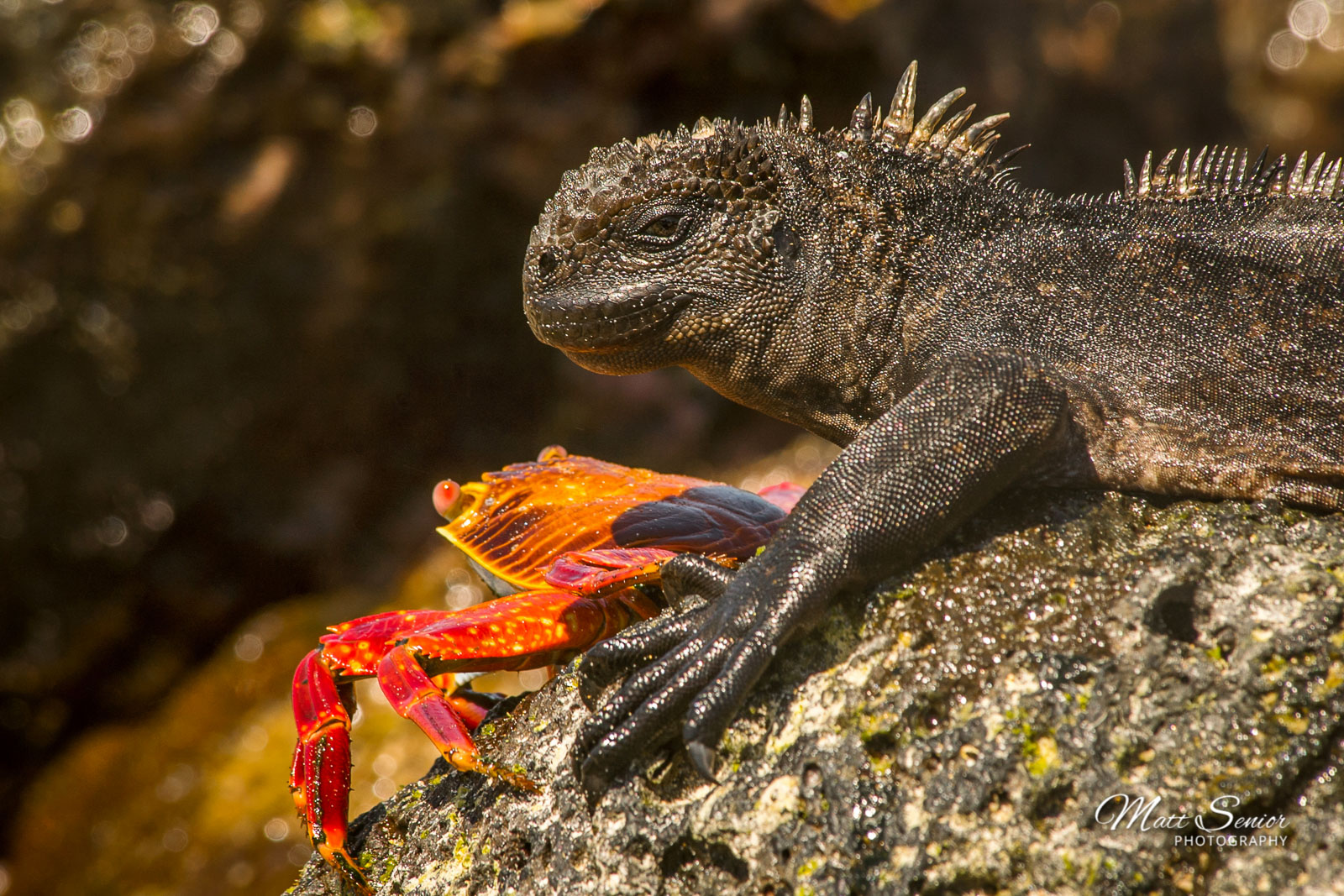 Shop Canvas Print Marine Iguana Sally Lightfoot Crab Galapagos