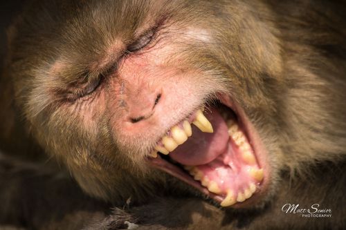 Rhesus Macaque Monkey Yawning India Travel Photography Canvas Print