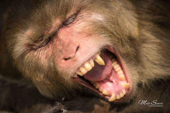 Rhesus Macaque Monkey Yawning India Travel Photography Canvas Print