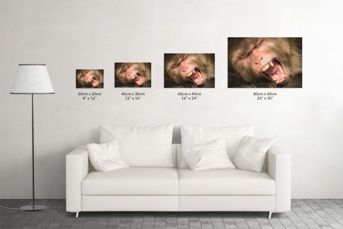 Rhesus Macaque Monkey Yawning India Travel Photography Canvas Print