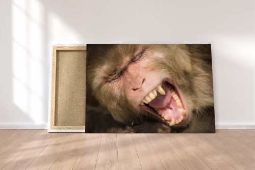 Rhesus Macaque Monkey Yawning India Travel Photography Canvas Print
