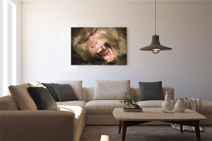 Rhesus Macaque Monkey Yawning India Travel Photography Canvas Print