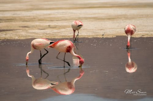 Salar de Uyuni Salt Flats Bolivia Flamingoes Water Pink Travel Photography Canvas Print