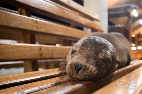 Canvas Print Sleeping Sea Lion Galapagos Pier