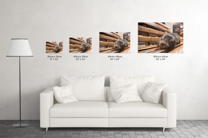 Canvas Print Sleeping Sea Lion Galapagos Pier Size Guide