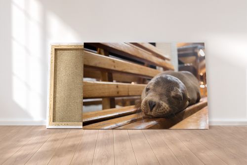 Canvas Print Sleeping Sea Lion Galapagos Pier