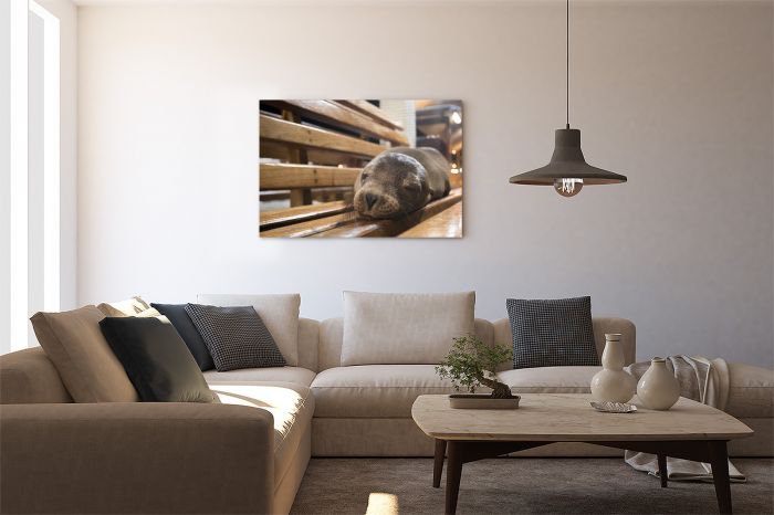 Canvas Print Sleeping Sea Lion Galapagos Pier on a Wall