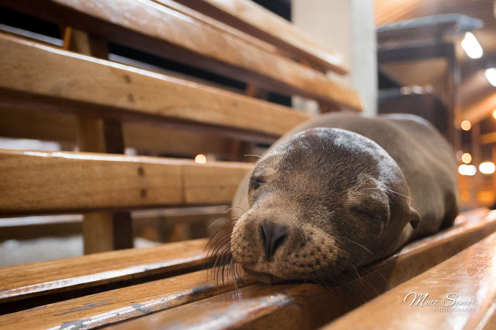 Canvas Print Sleeping Sea Lion Galapagos Pier