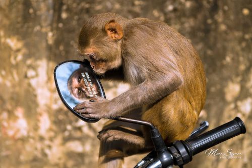Rhesus Macaque Monkey India Travel Photography Canvas Print
