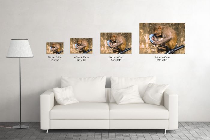 Canvas Print Macaque Monkey India Looking in a Mirror Size Guide