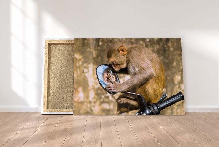 Canvas Print Macaque Monkey India Looking in a Mirror
