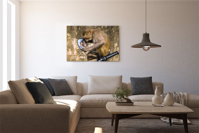 Canvas Print Macaque Monkey India Looking in a Mirror on a Wall