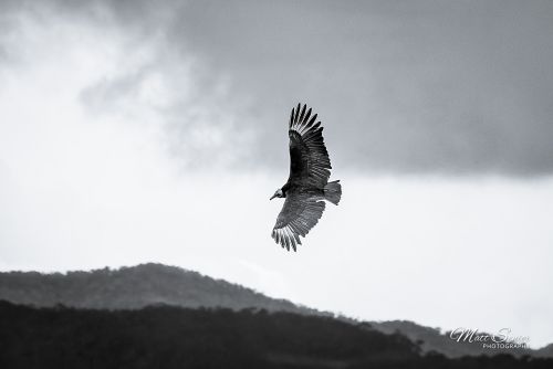 Vulture Soaring in the Sky Wildlife Colombia Travel Photography Canvas Print