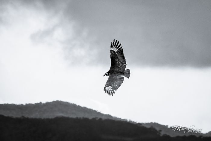 Vulture Soaring in the Sky Wildlife Colombia Travel Photography Canvas Print