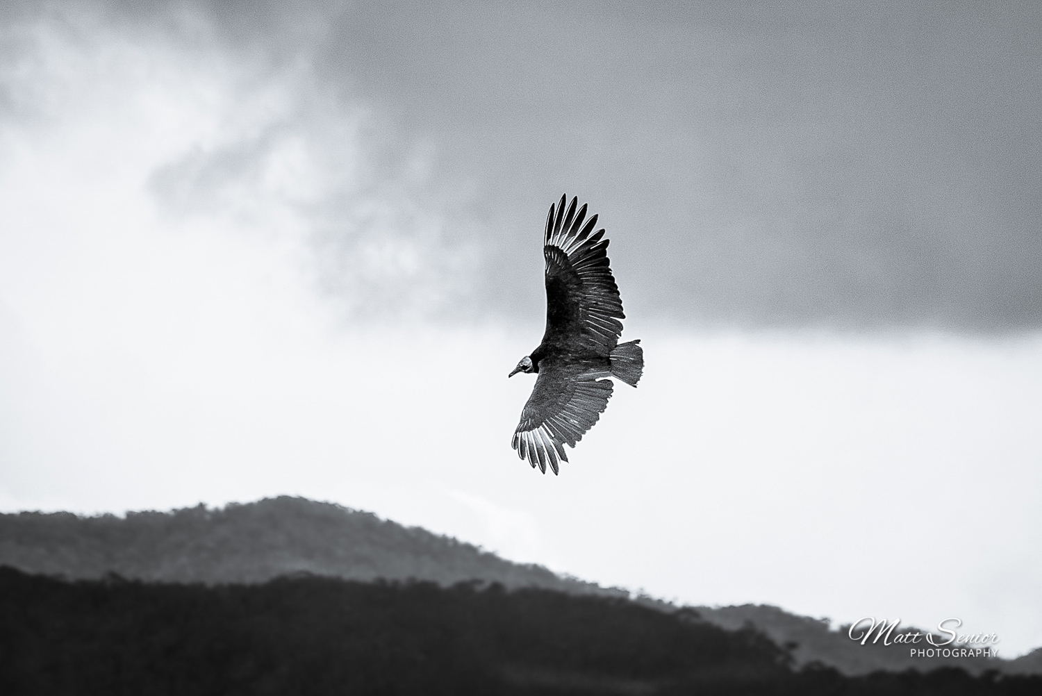 Vulture Soaring in the Sky Wildlife Colombia Travel Photography Canvas Print