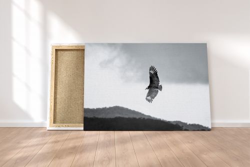 Vulture Soaring in the Sky Wildlife Colombia Travel Photography Canvas Print
