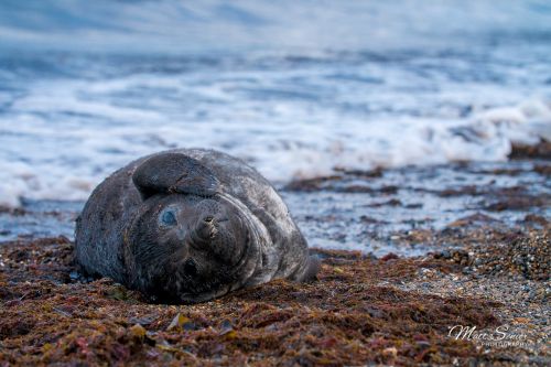 Baby Elephant Seal Patagonia Isla Escondida Travel Photography Canvas Print