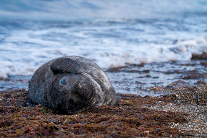 Baby Elephant Seal Patagonia Isla Escondida Travel Photography Canvas Print