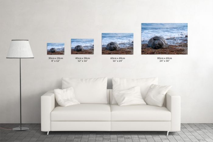Baby Elephant Seal Patagonia Isla Escondida Travel Photography Canvas Print