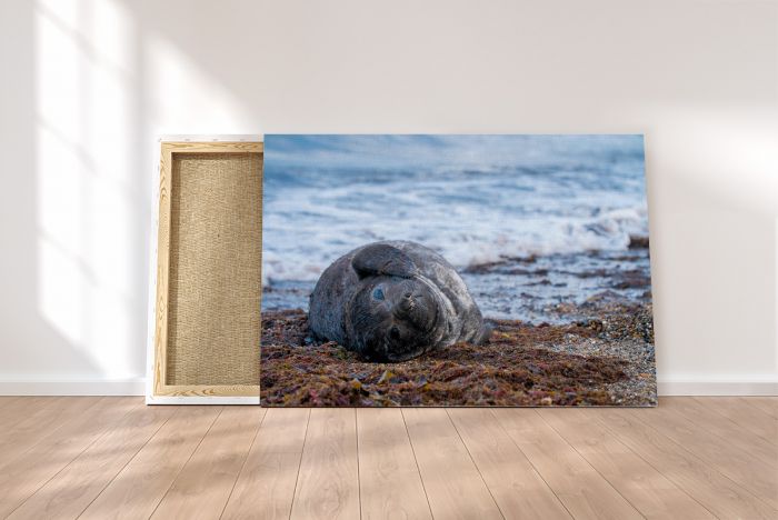 Baby Elephant Seal Patagonia Isla Escondida Travel Photography Canvas Print