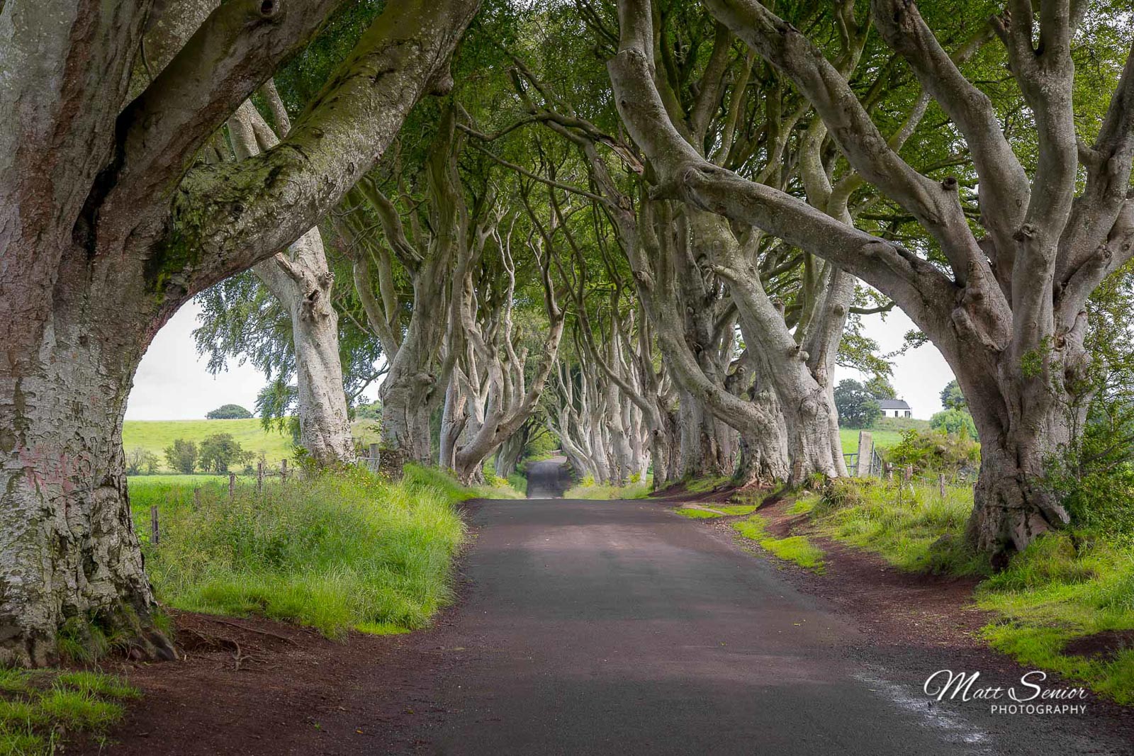 Canvas Print The Dark Hedges Game of Thrones Northern Ireland
