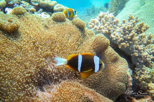 Canvas Print The Great Barrier Reef