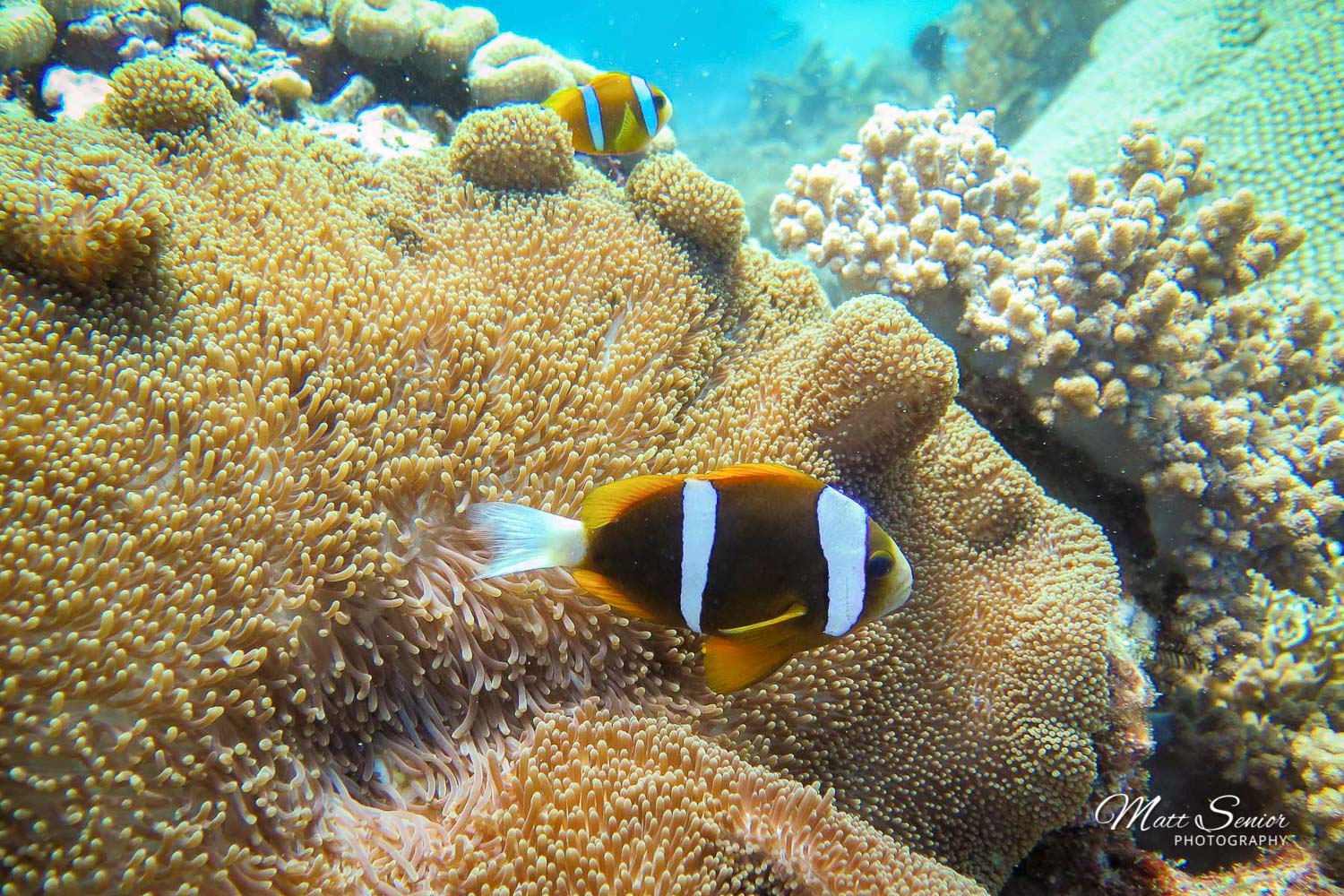 Canvas Print The Great Barrier Reef