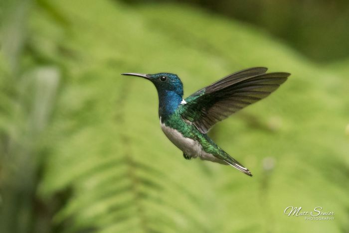 Hummingbird Flying Mindo Ecuador Travel Photography Canvas Print