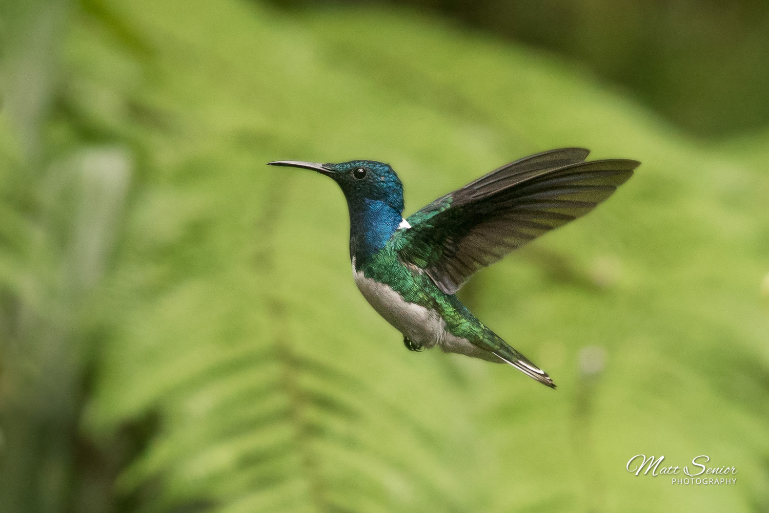 Hummingbird Flying Mindo Ecuador Travel Photography Canvas Print