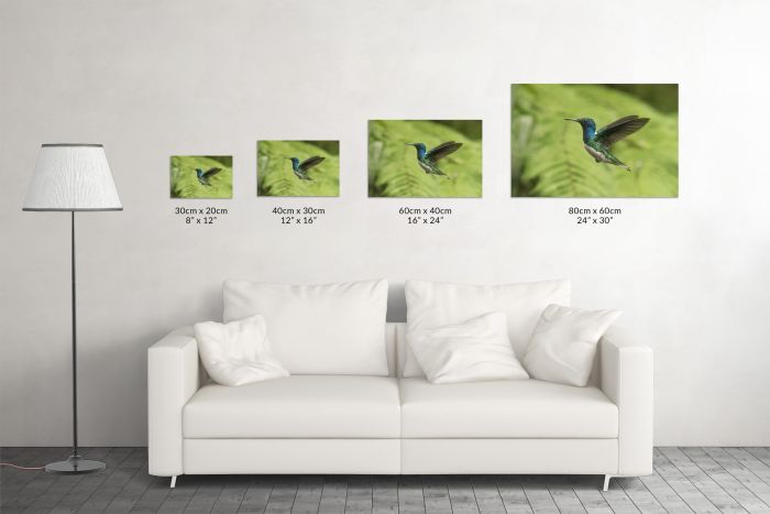 Hummingbird Flying Mindo Ecuador Travel Photography Canvas Print