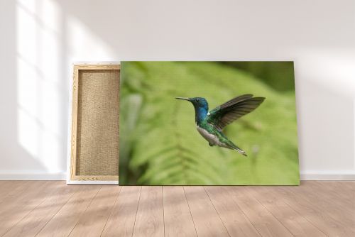 Hummingbird Flying Mindo Ecuador Travel Photography Canvas Print