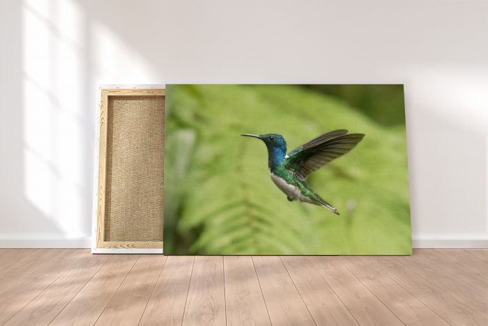 Hummingbird Flying Mindo Ecuador Travel Photography Canvas Print