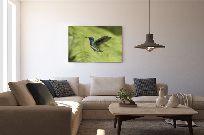 Hummingbird Flying Mindo Ecuador Travel Photography Canvas Print