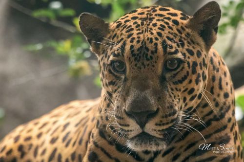 Jaguar Portrait Costa Rice Travel Photography Canvas Print