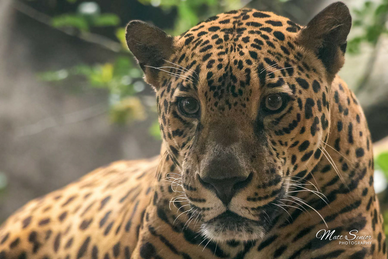 Jaguar Portrait Costa Rice Travel Photography Canvas Print