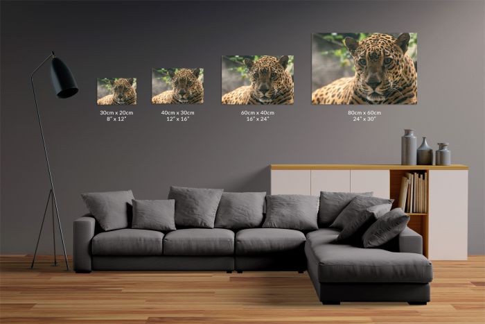 Jaguar Portrait Costa Rice Travel Photography Canvas Print