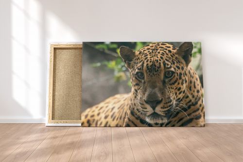 Jaguar Portrait Costa Rice Travel Photography Canvas Print