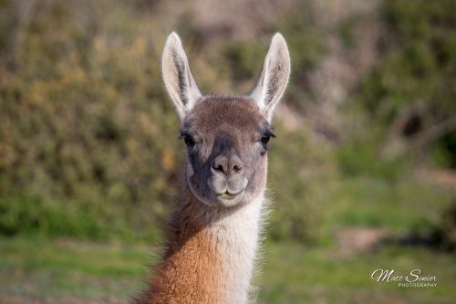 Canvas Print The Staring Guanaco