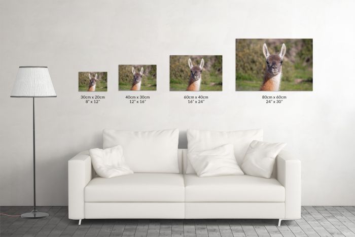 Canvas Print The Staring Guanaco Size Guide