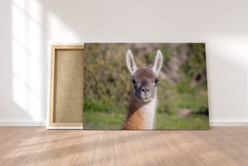 Canvas Print The Staring Guanaco on a Canvas