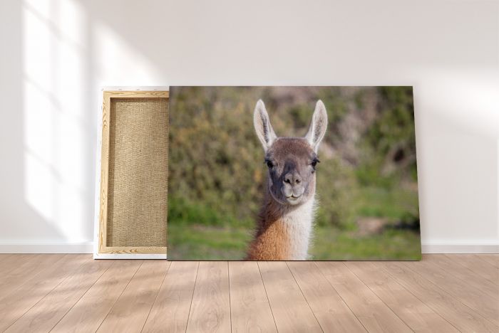 Canvas Print The Staring Guanaco on a Canvas