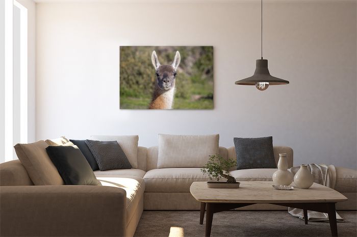 Canvas Print The Staring Guanaco on a Wall