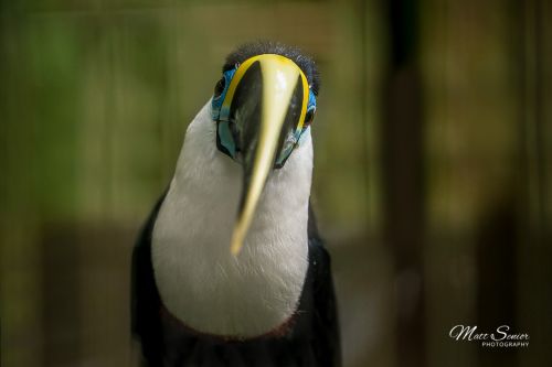 Canvas Print Toucan Portrait Close Up
